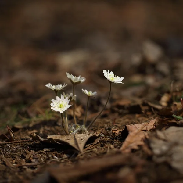 乐天堂体育老虎机